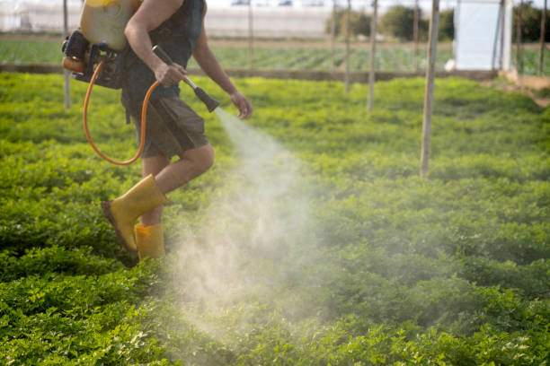 Reliable Clara City, MN Pest Control Solutions