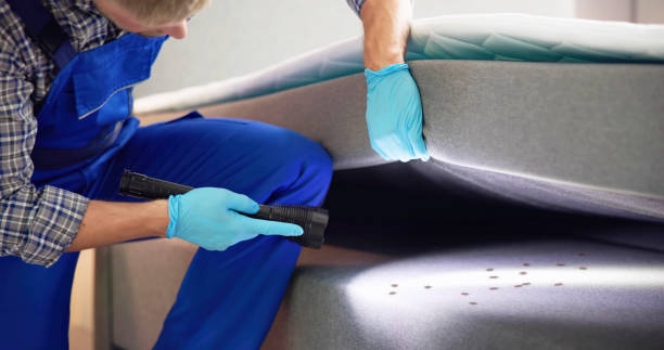 Best Wasp Removal Services  in Clara City, MN